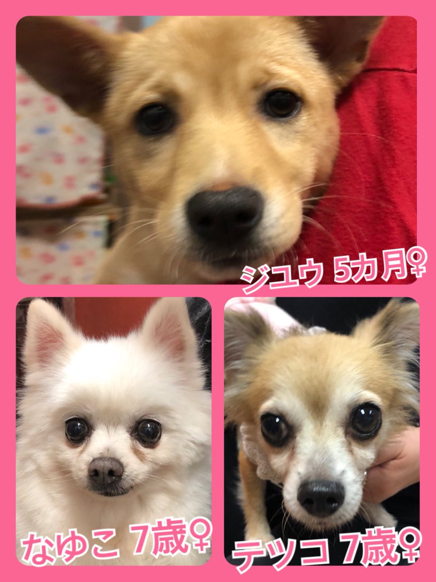 🐾今日の里親様募集中ワンコ🐶メンバーです🐾2020,2,13